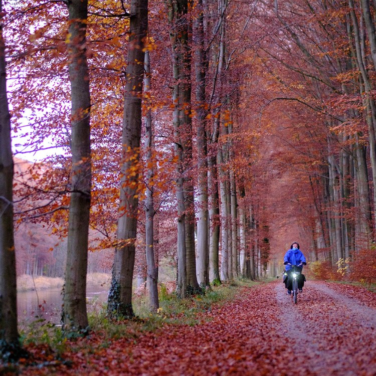 A biker on a forest trail, surrounded by red leaves.