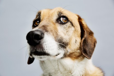 A Respiratory Illness Is Affecting Dogs Across the Country