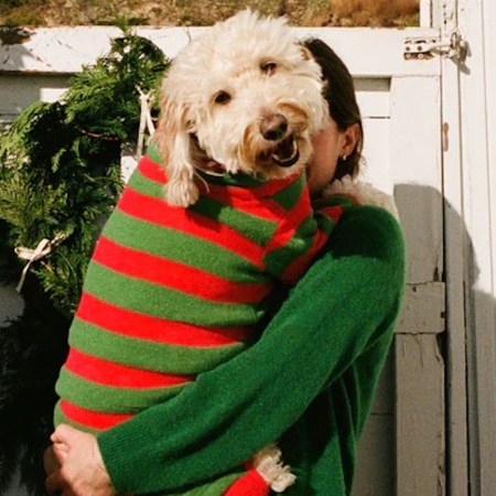 a dog in a striped sweater