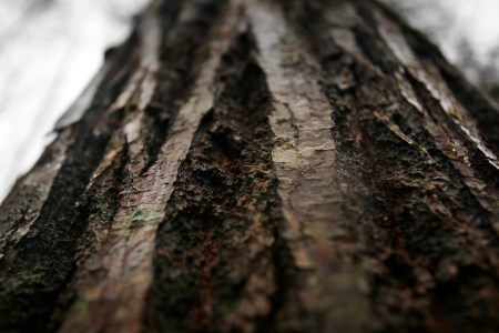 American chestnut tree
