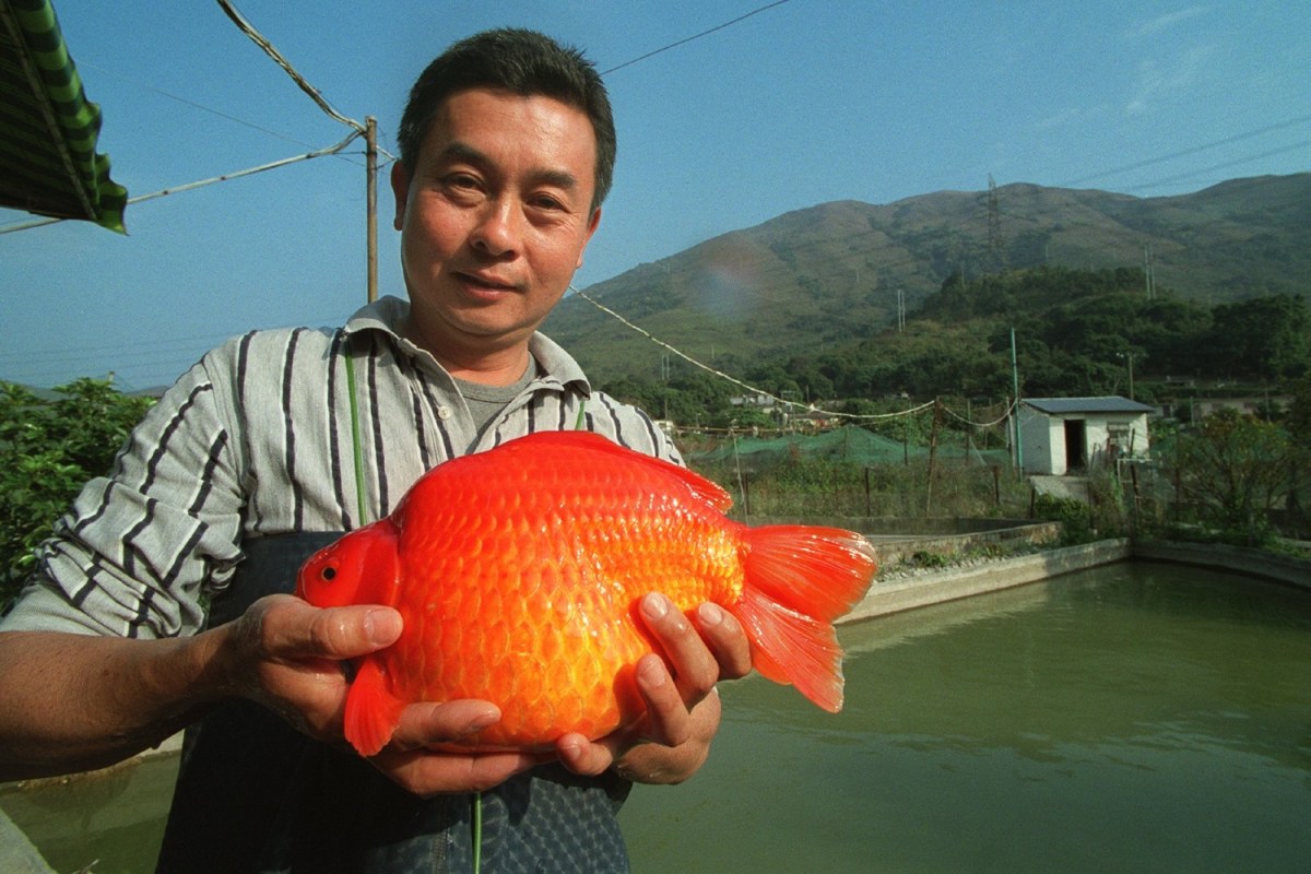 Massive goldfish