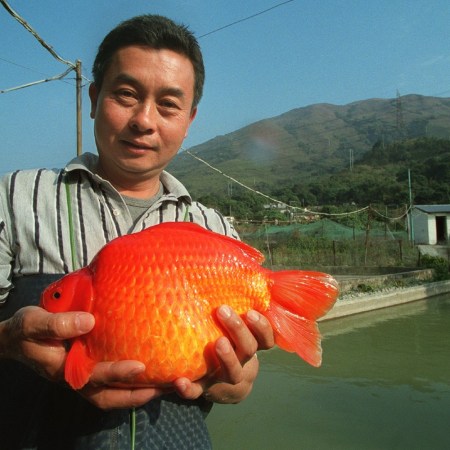 Massive goldfish