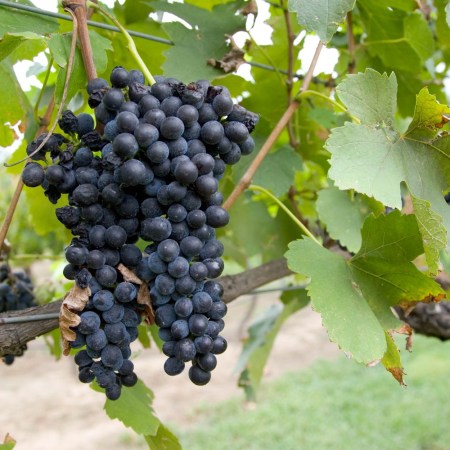 Shiraz grapes