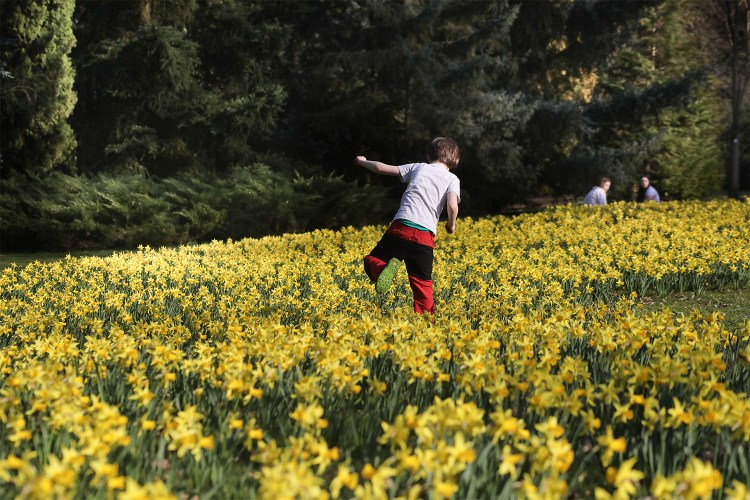 A boy traipsing through a field of yellow flowers.