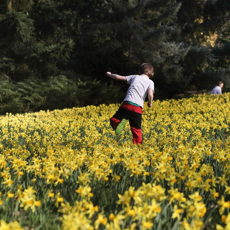 A boy traipsing through a field of yellow flowers.