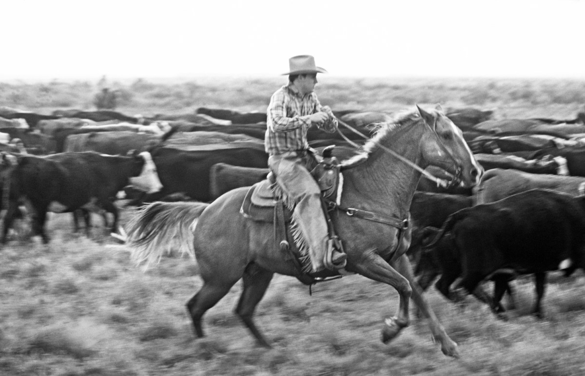 A ranch cowboy gallops alongside a herd of hereford cattle, cutting young unbranded steers out of the herd, on branding day on a large Texas cattle ranch in West Texas.