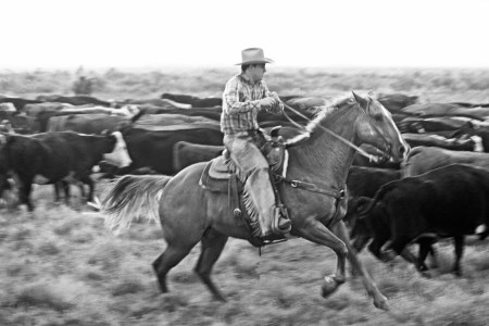 A ranch cowboy gallops alongside a herd of hereford cattle, cutting young unbranded steers out of the herd, on branding day on a large Texas cattle ranch in West Texas.