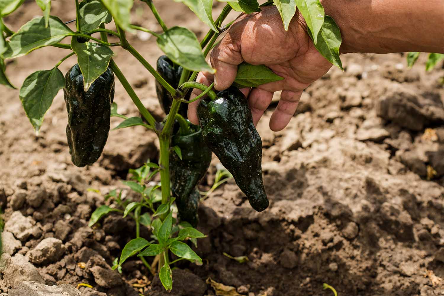 A poblano pepper in the ground, highlighted by someone's hand
