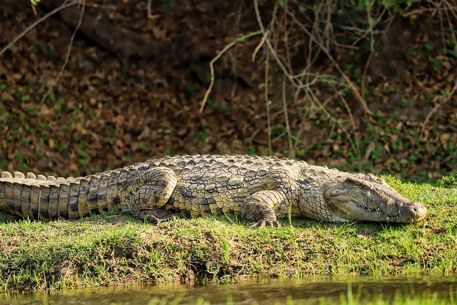 A croc on the river bank
