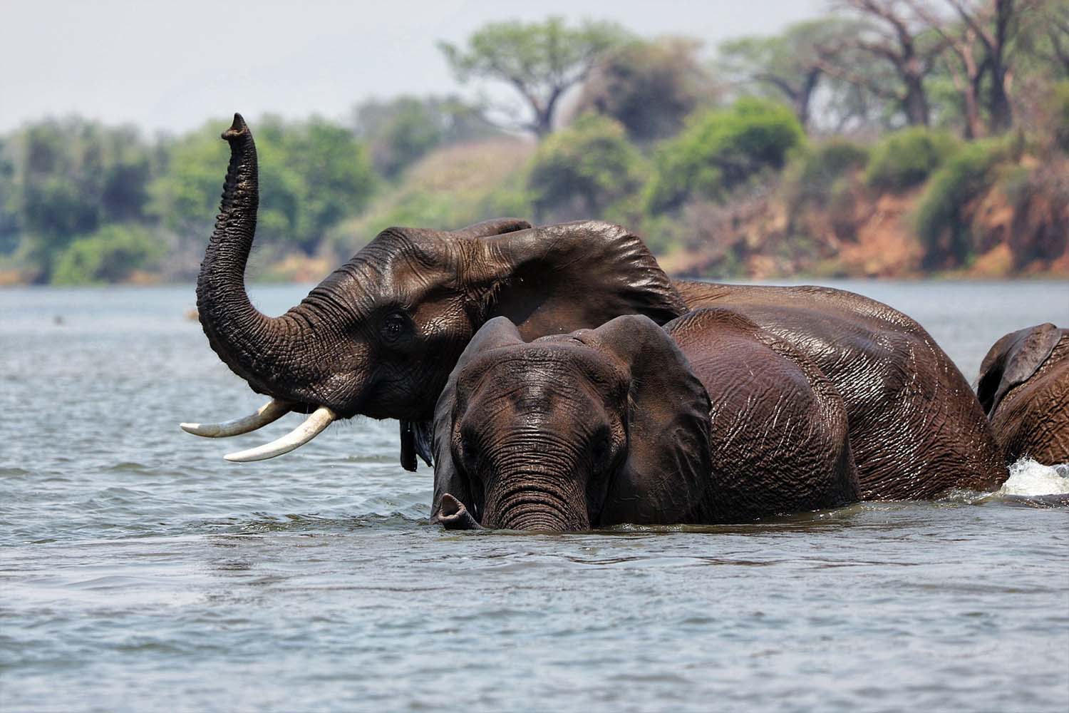 Elephants crossing the lower Zambezi