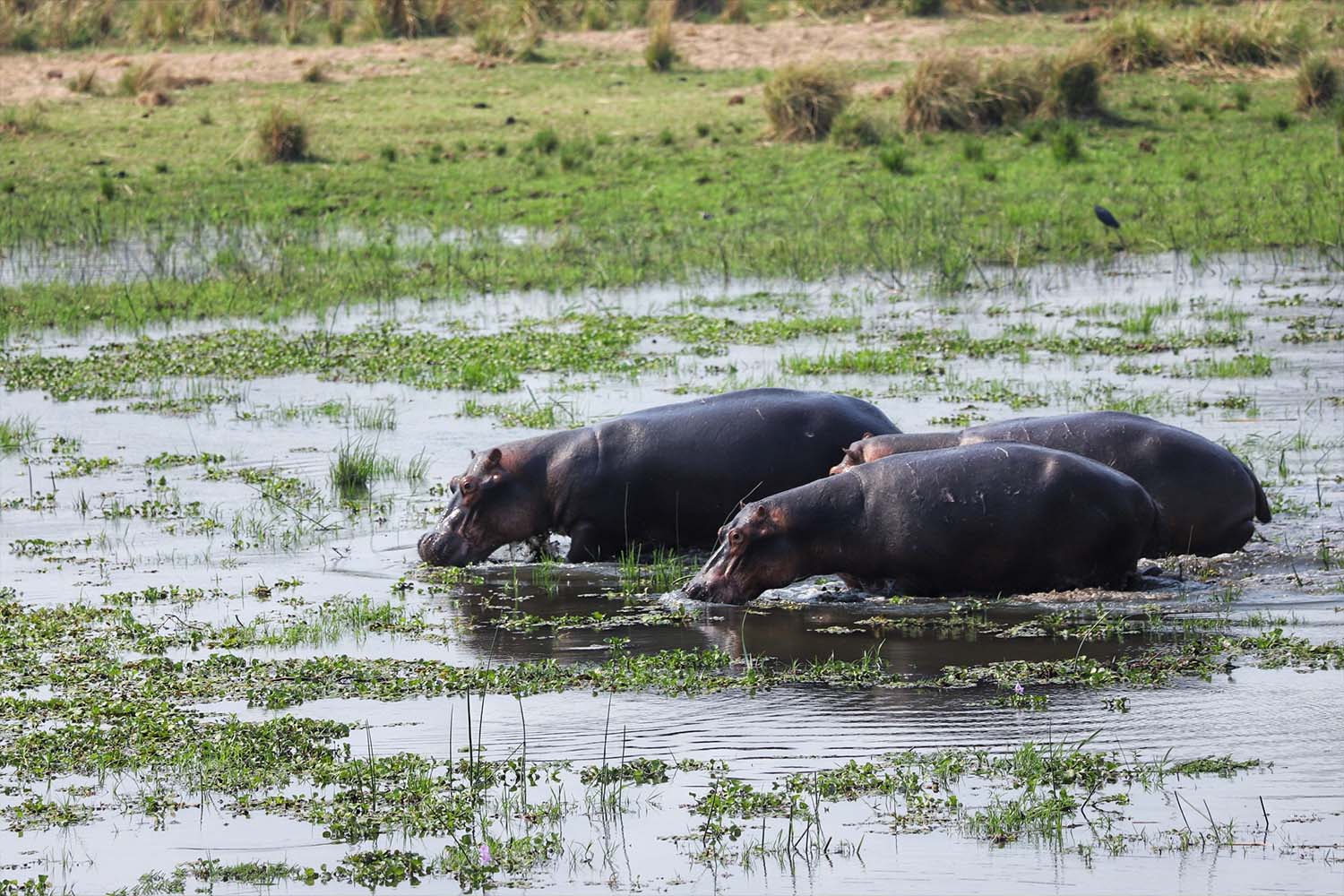 Hippos in the river