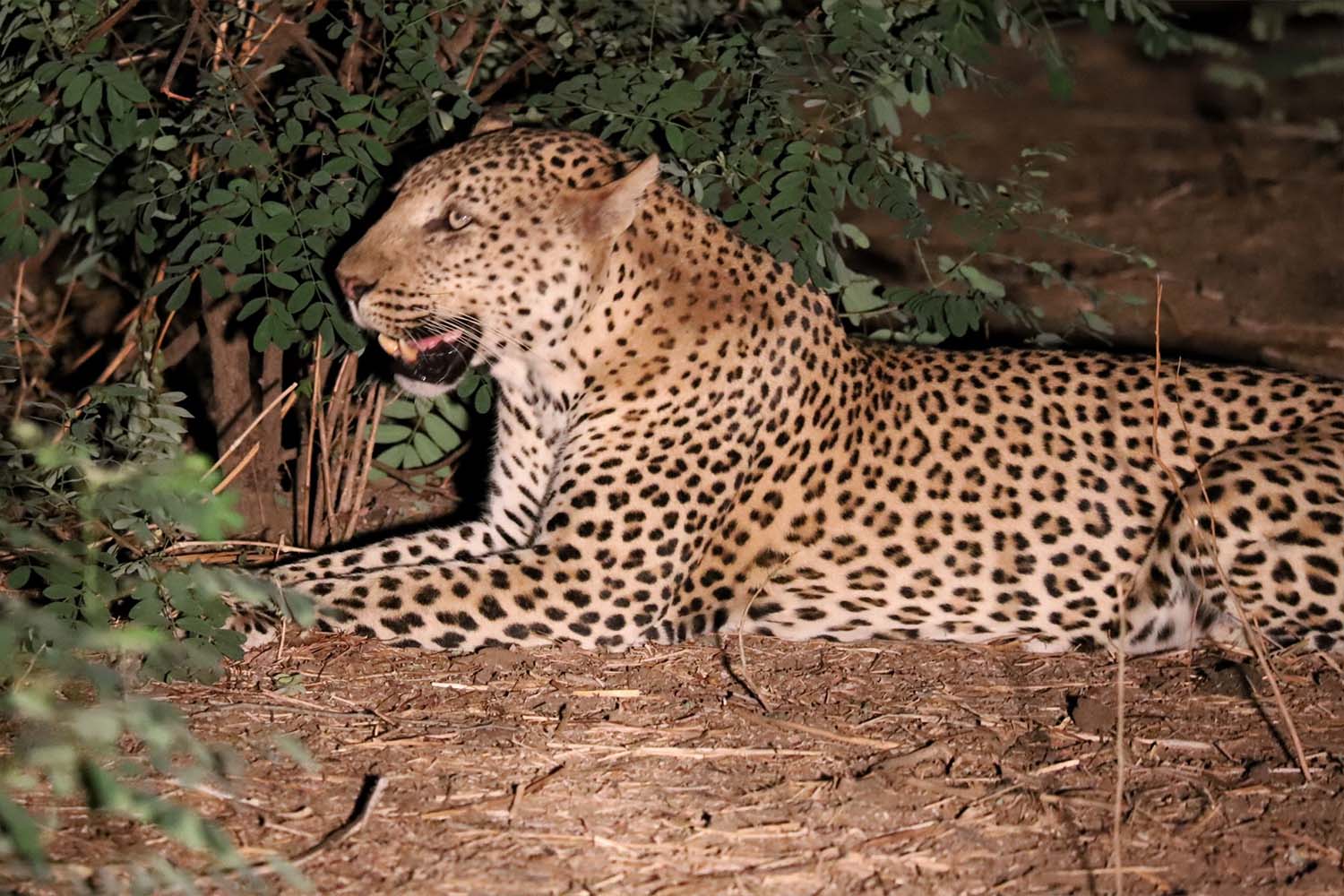 A leopard may take a casual moonlit stroll a hundred feet from your dining table