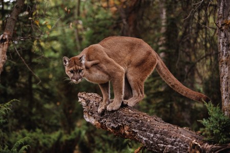Cougar