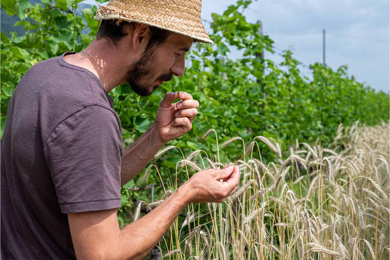 Cover crops play a key role at Thomas Niedermayr Hof Gandberg in Italy