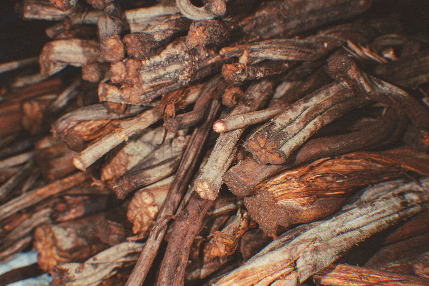 A pile of Banisteriopsis caapi vines, one part of the ayahuasca formula