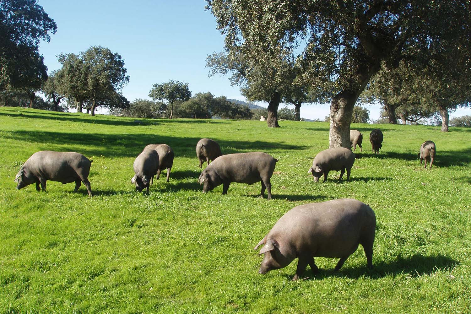 Iberian pigs in the dehesa