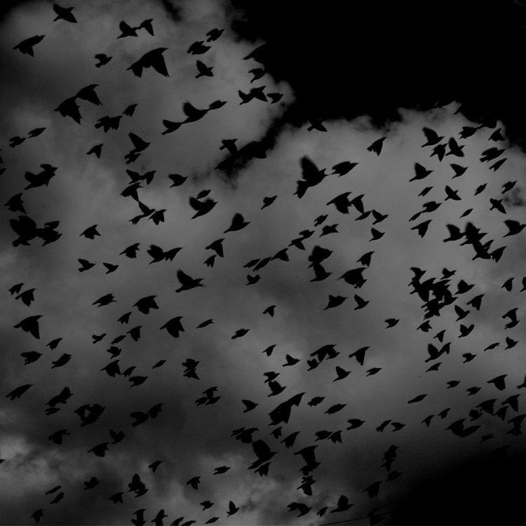 A flock of birds moves across a spooky sky.