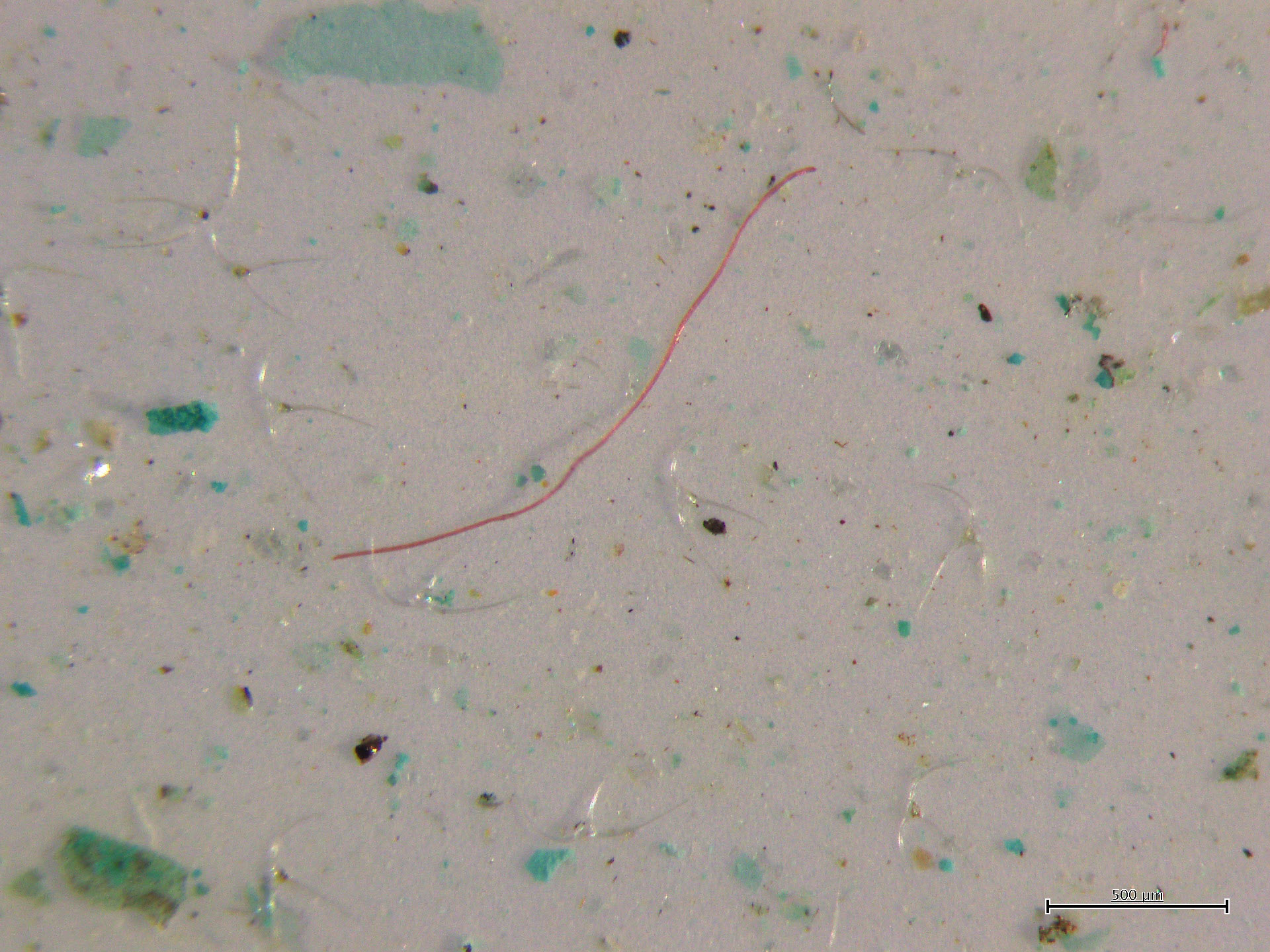 A microscopic image of a plastic fiber found by Ocean Wise in an Arctic seawater sample.