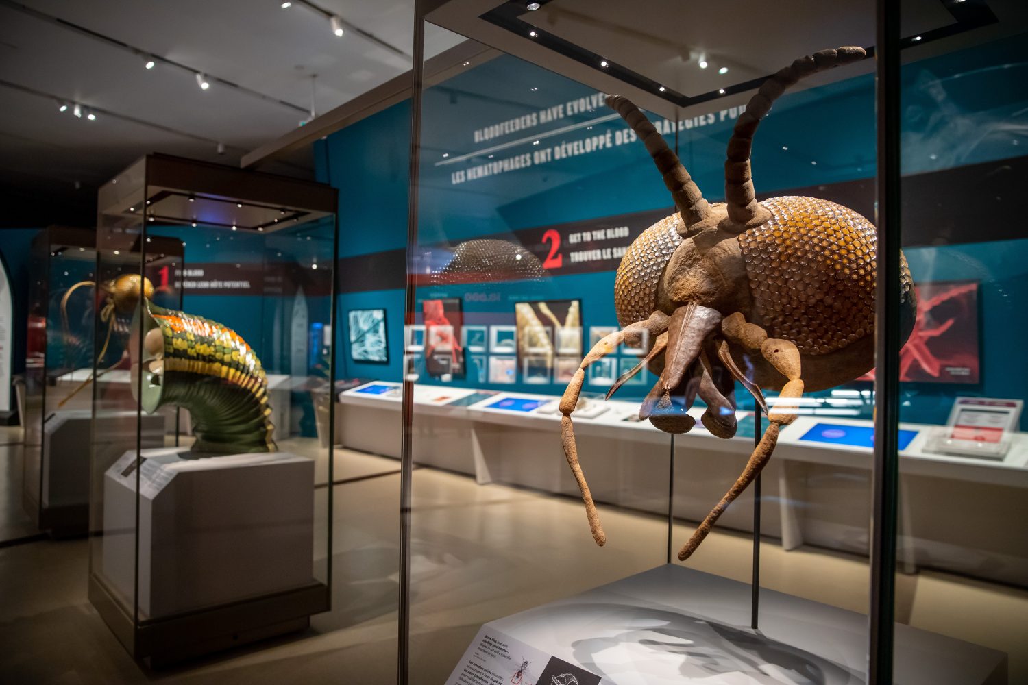 giant bug head inside glass display