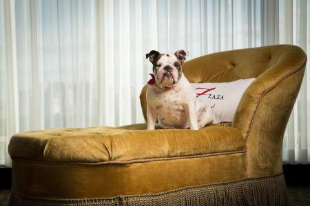 Treat Your Pup to a Staycation at These Pet-Friendly Houston Hotels