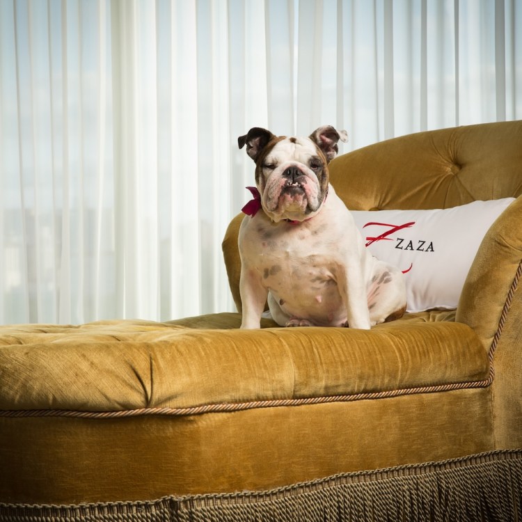 bulldog sitting on a gold colored chair with white throw pillow