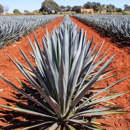 the agave farms near Tequila Ocho’s new Los Alambiques distillery in Arandas