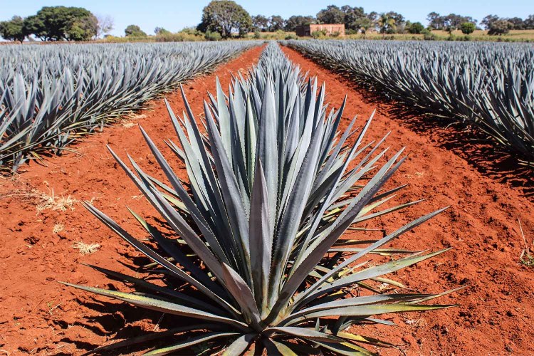 the agave farms near Tequila Ocho’s new Los Alambiques distillery in Arandas