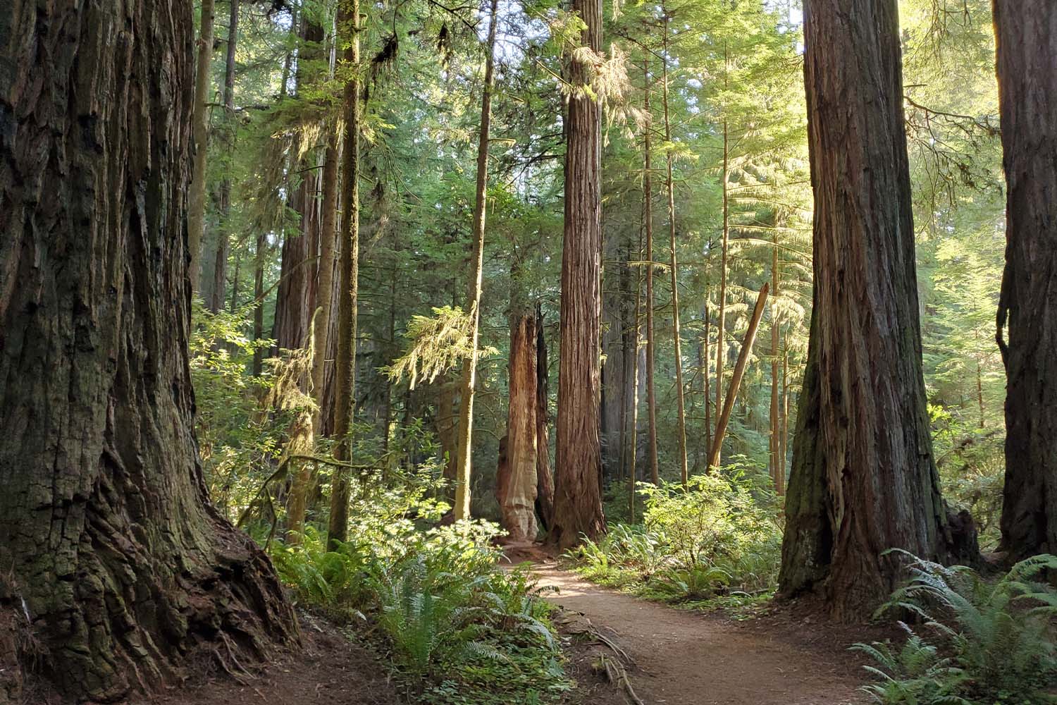 A footpath through Redwood National Park