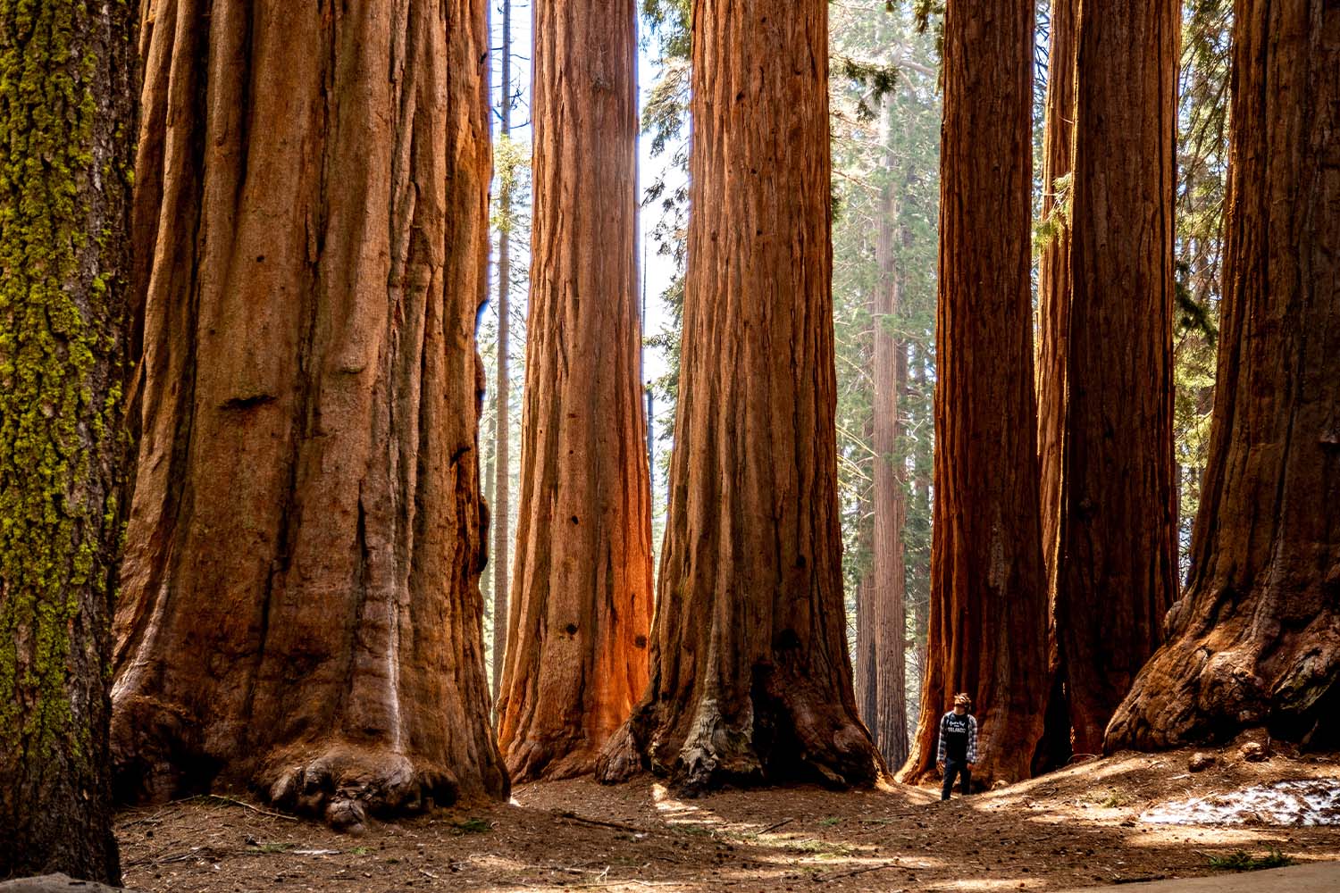 A grove of Sequoias in Sequoia National Park