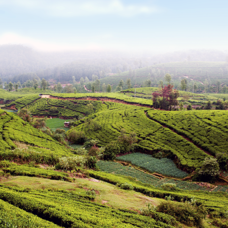 Tea Plantation near Nurawa Eliya, Sri Lanka