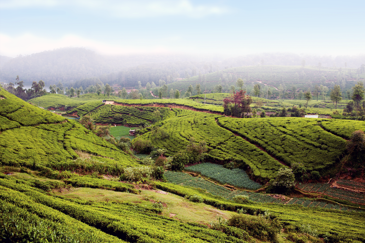 Tea Plantation near Nurawa Eliya, Sri Lanka