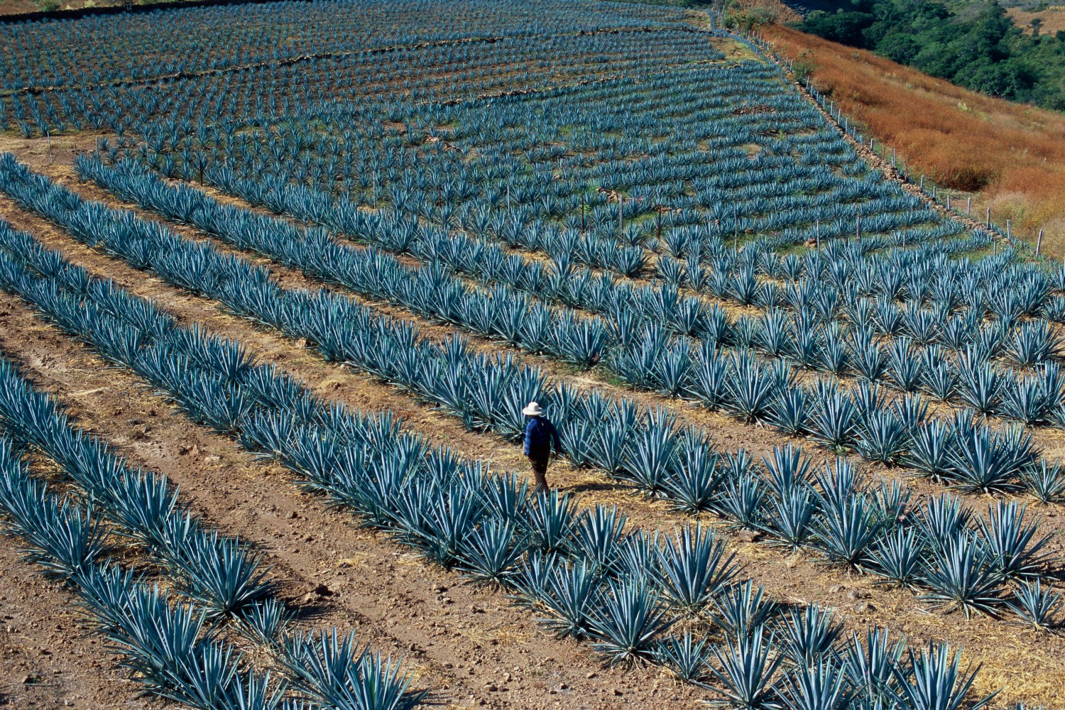 Agave field