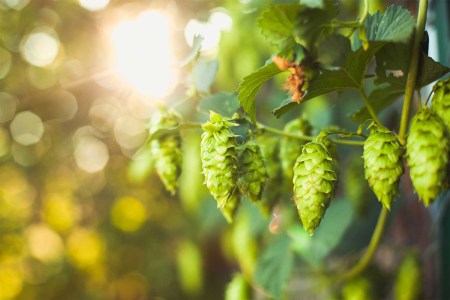 How Climate Change Is Altering Your Favorite Hoppy Beers