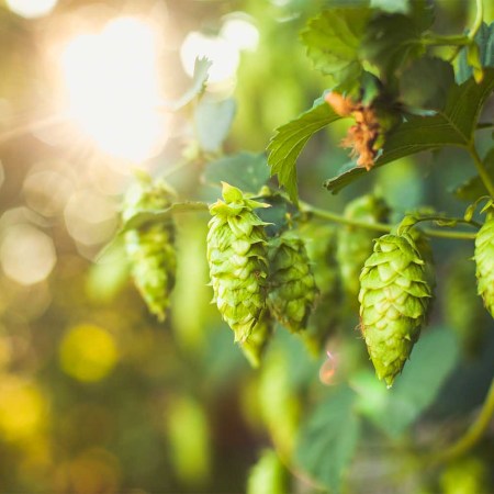 Ripe summer hops good for making beer from.