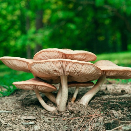 A cropping of mushrooms on the forest floor. Now that mushroom coffee has exploded in popularity, let's look at what we known about its efficacy.