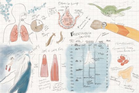 An original illustration detailing how to hold your breath for longer.