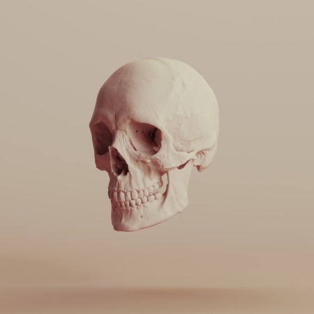 Human skull