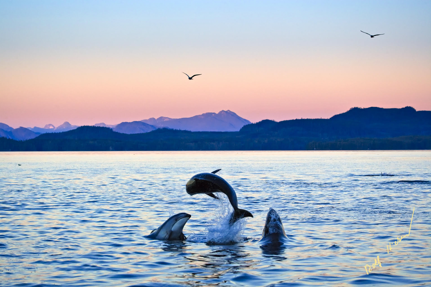 A dolphin leaping in the air next to two other dolphins. Taken by Rolf Hicker of Vancouver Island Photo Tours, one of the best tour operators for seeing wild dolphins.