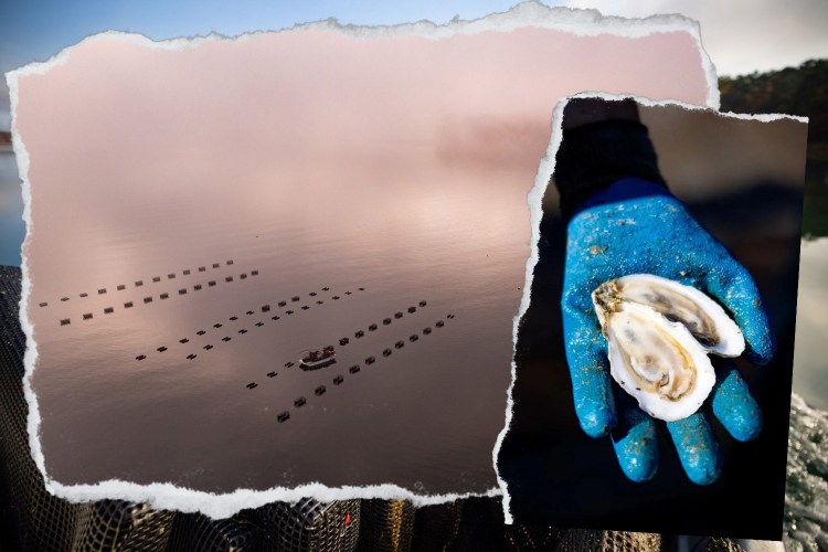 The means and the ends of the Nauti Sisters Sea Farm's Casco Bay aquafarm