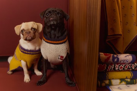 The Best Gifts for Dog Owners, the Most Insufferable Breed of Parent