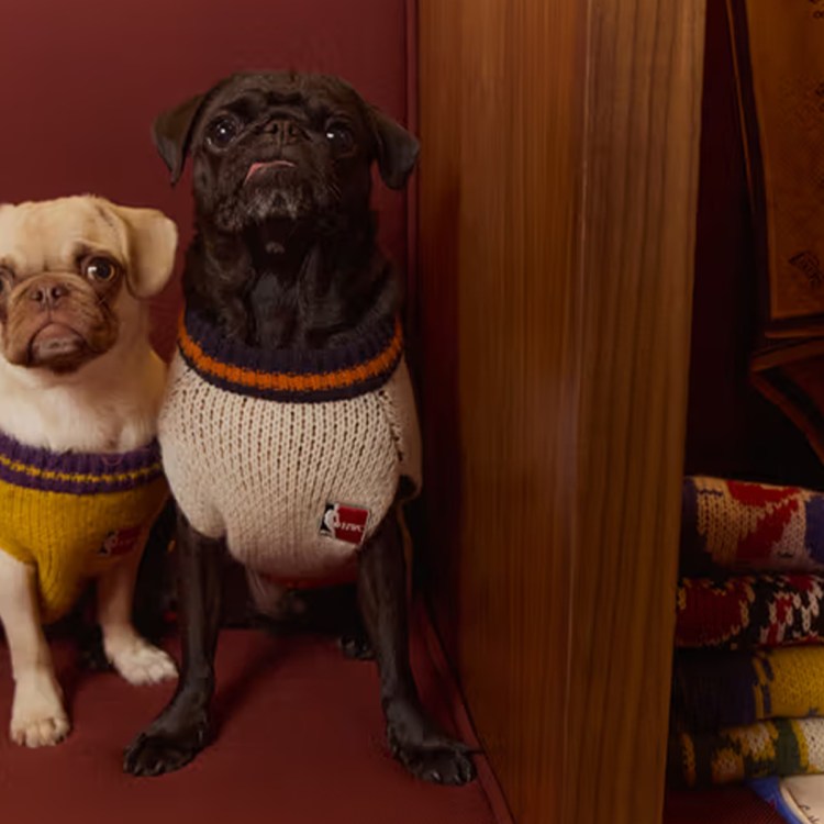 Pooch-obsessed presents.