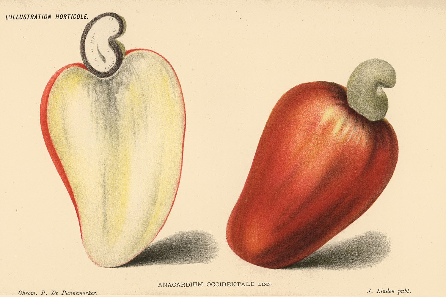 An illustration of a cashew.
