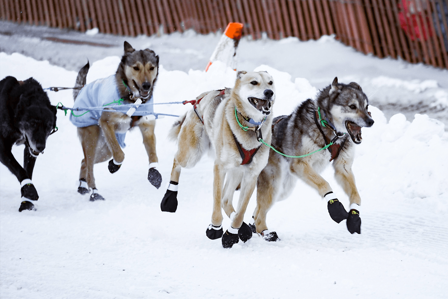 Behind the scenes at the 2025 Iditarod