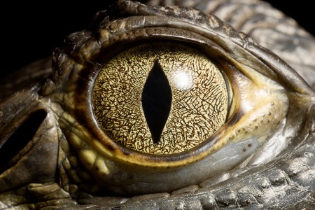 Crocodile eye