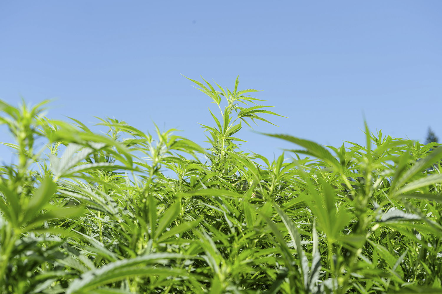 A vibrant field of cannabis plants with bright green leaves reaching toward a clear blue sky. We take a look at what the science says about weed addiction.