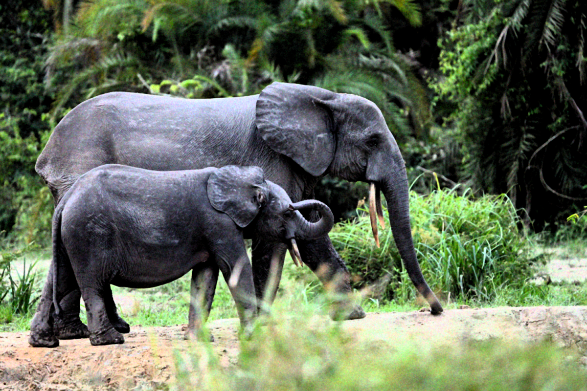 Searching For Endangered Elephants In The Republic Of Congo Insidehook
