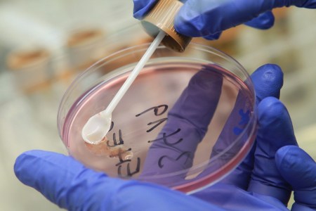 Scientist examining bacteria