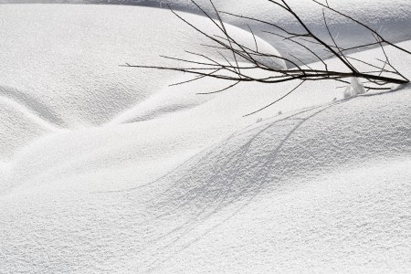 Snow and a branch without leaves