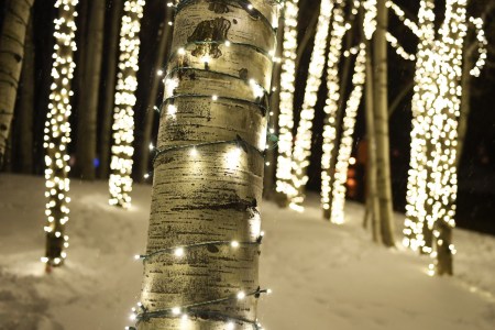 Trees in Snowmass, Colorado