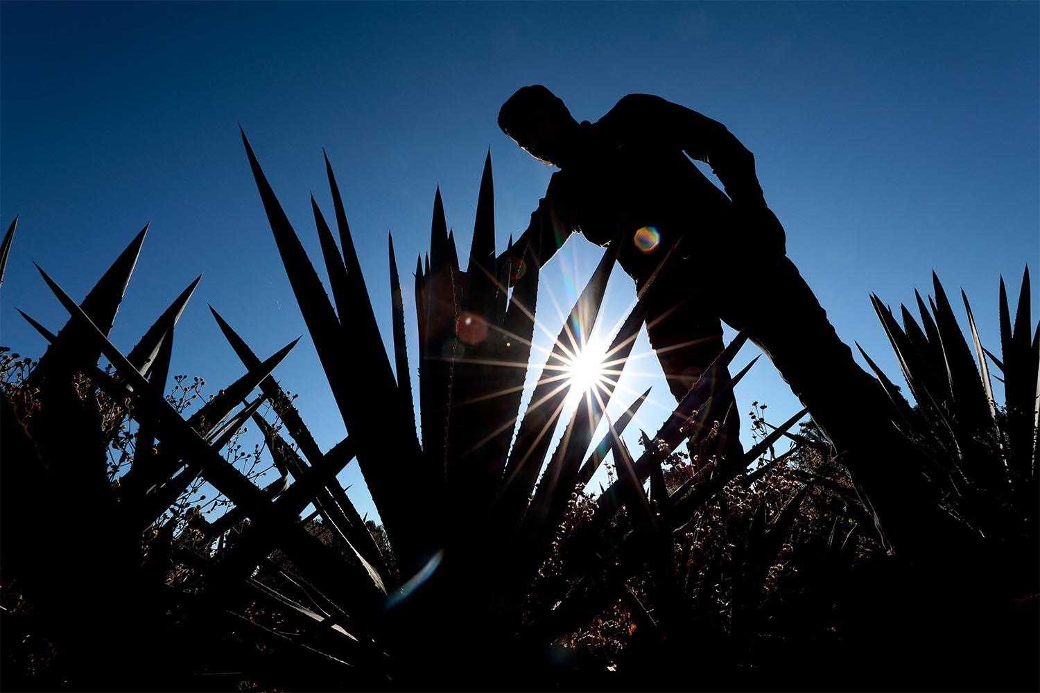 An agave producer checks a plantation, raw material for tequila production, at the outskirts of the municipality of Tepatitlan, Jalisco State, Mexico, on February 2, 2025.
